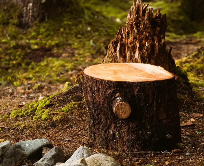 stump removal grinding unionville va