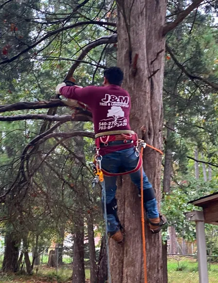 tree services local unionville va