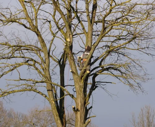 tree trimming pruning bottom unionville va