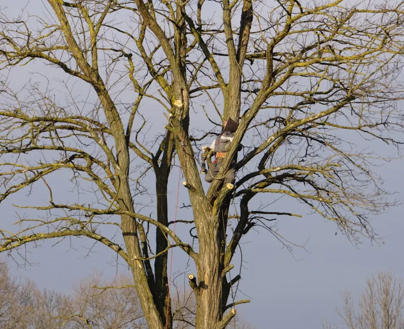 tree trimming pruning bottom unionville va